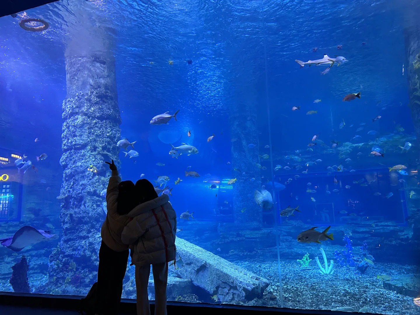 深圳奇夢館亞克力海洋館 (4)